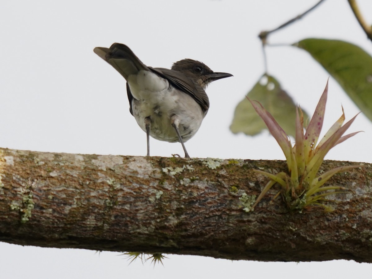 Zorzal Piquinegro - ML644619814