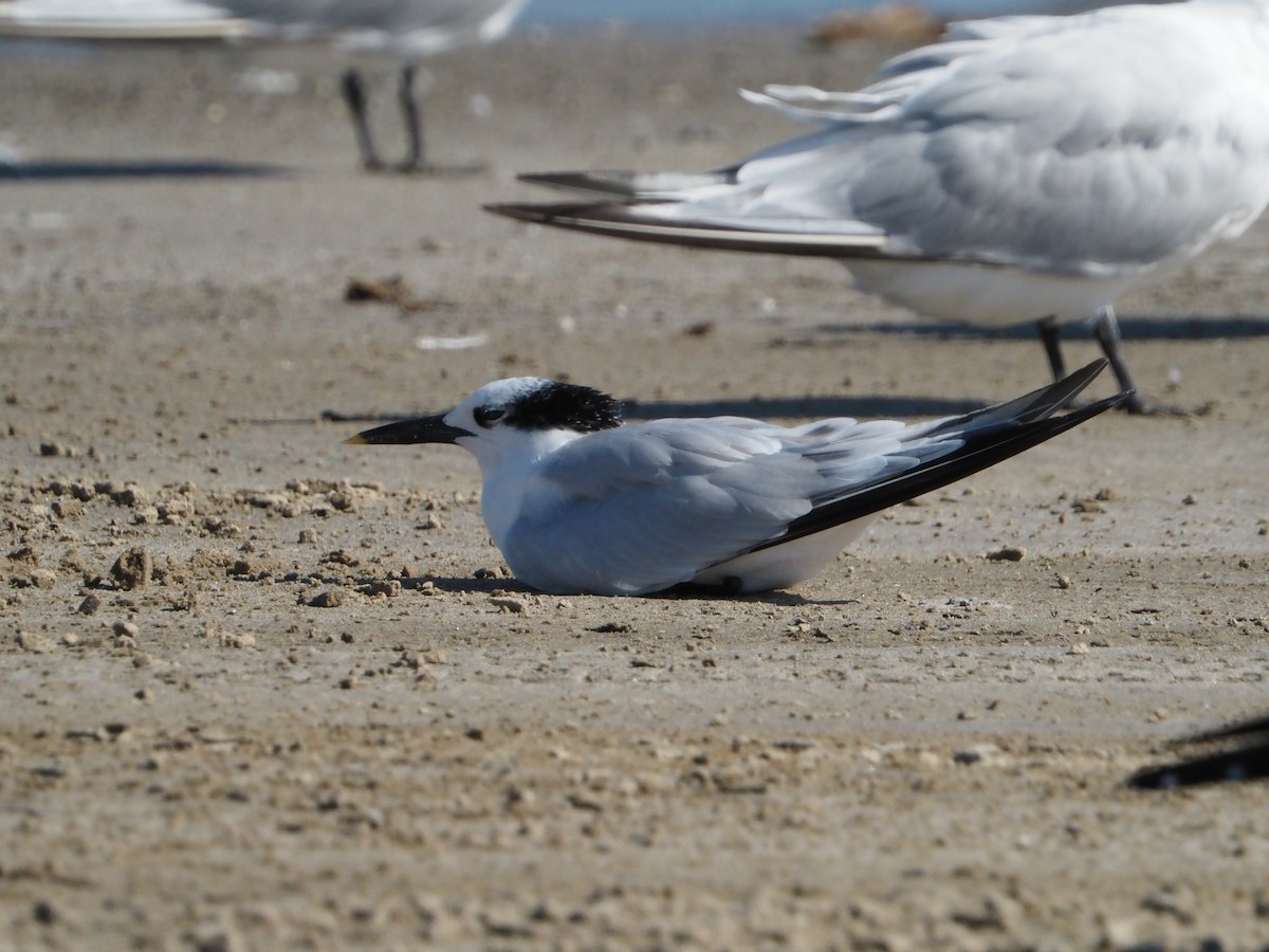 rybák severní - ML644619822