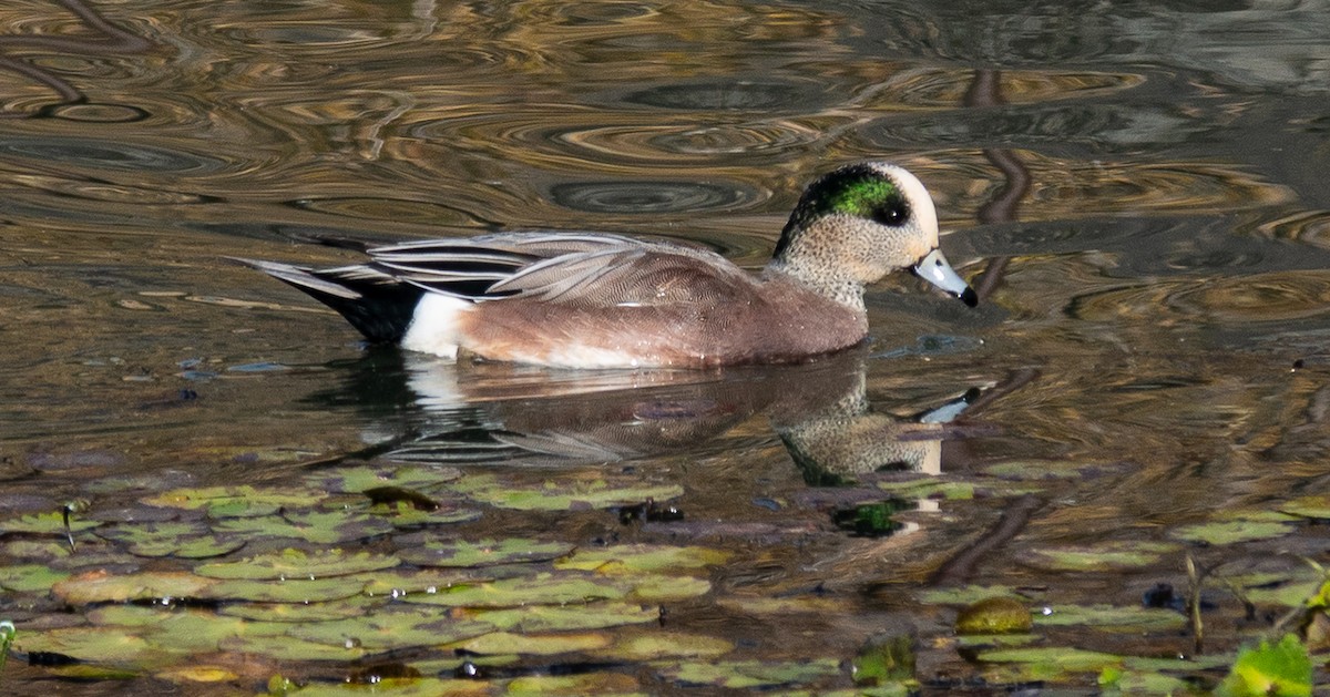 Amerika Fiyusu - ML644619831