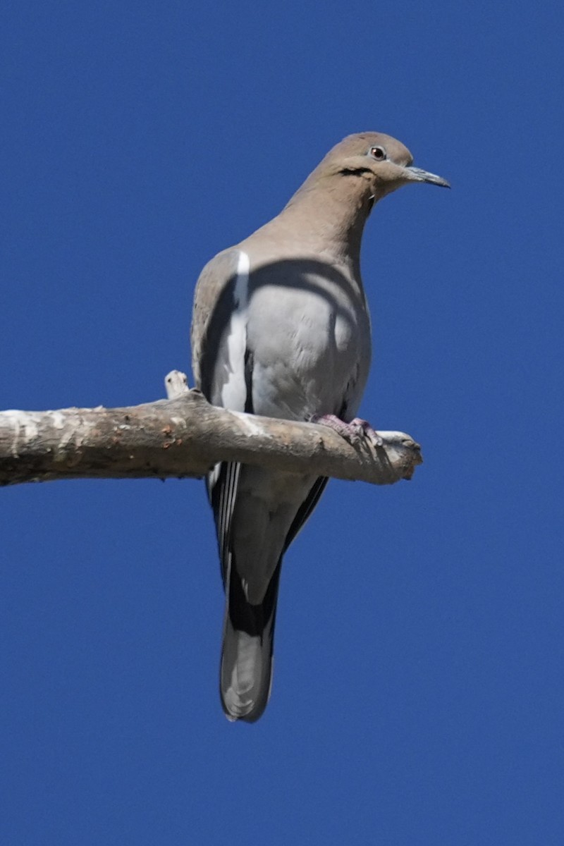 Ak Kanatlı Kumru - ML644619833