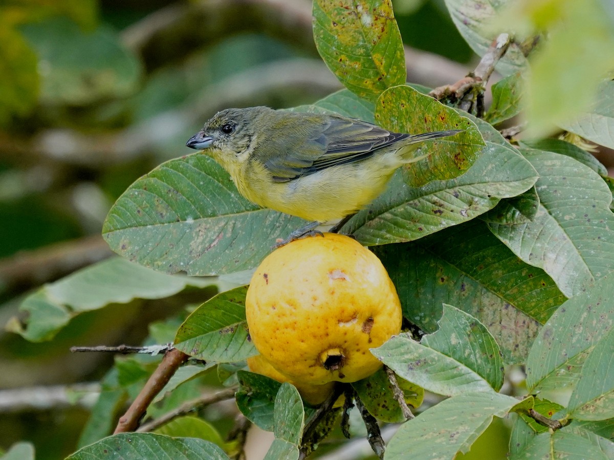Thick-billed Euphonia - ML644619836