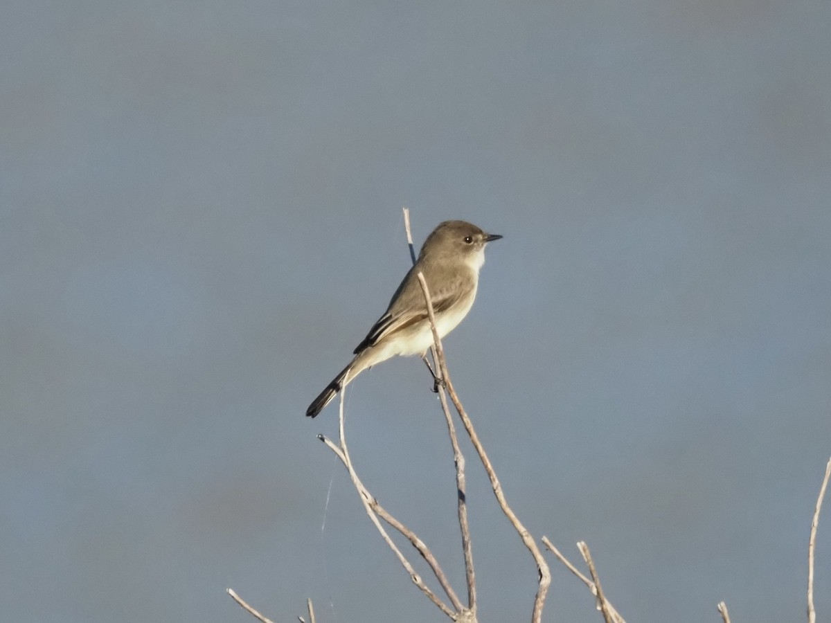 Mosquero Fibí - ML644619838