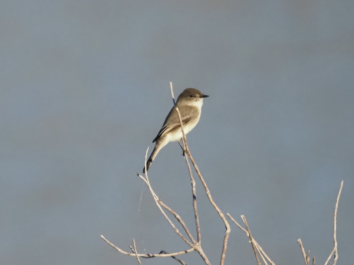 Mosquero Fibí - ML644619839