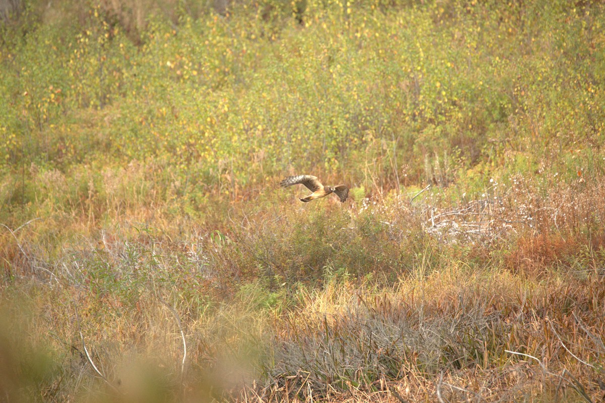 Aguilucho de Hudson - ML644619840
