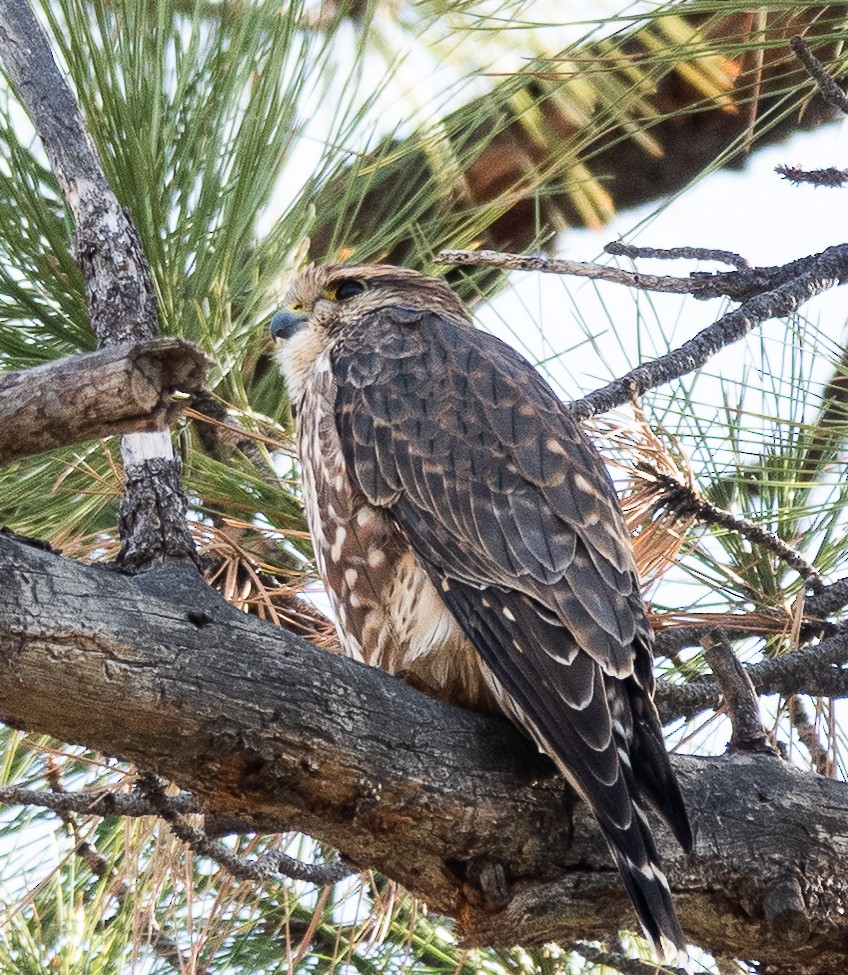 Boz Doğan - ML644619853