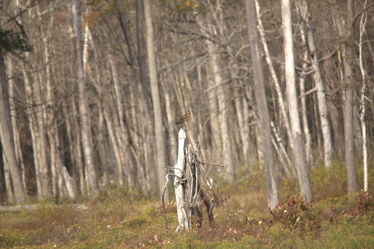 Aguilucho de Hudson - ML644619855