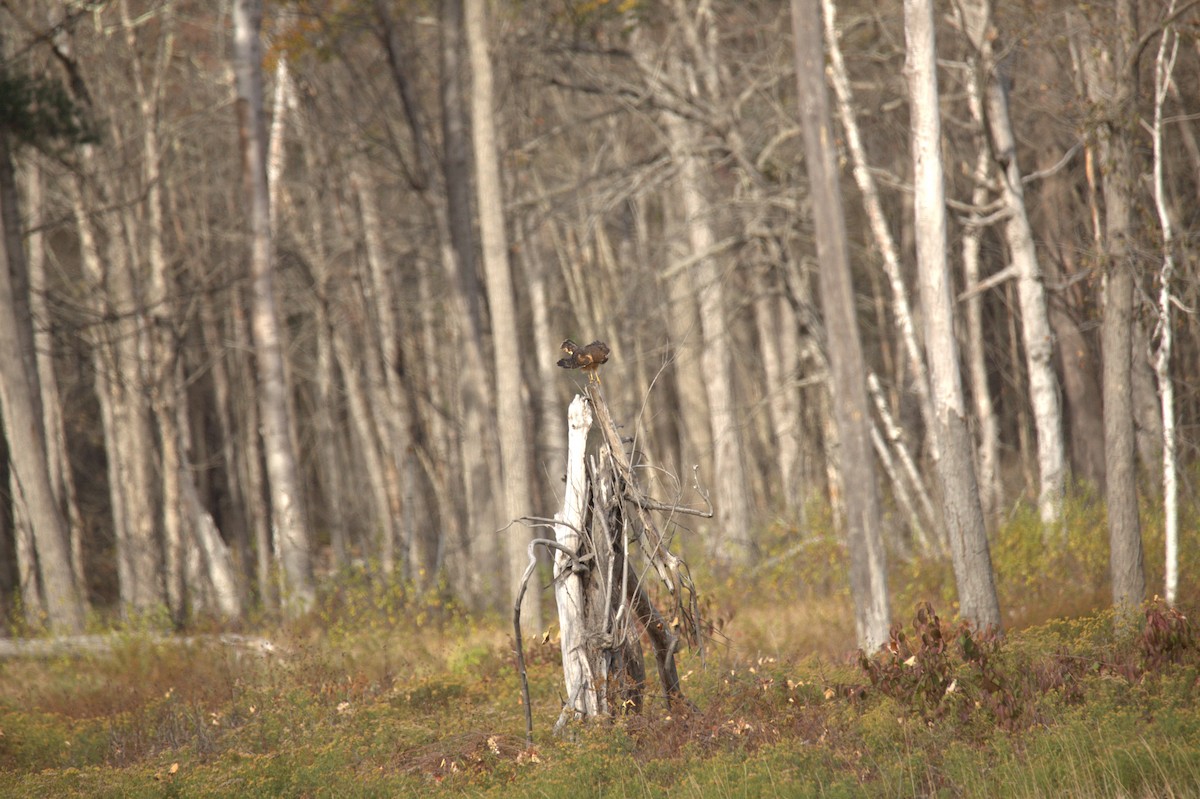 Aguilucho de Hudson - ML644619856