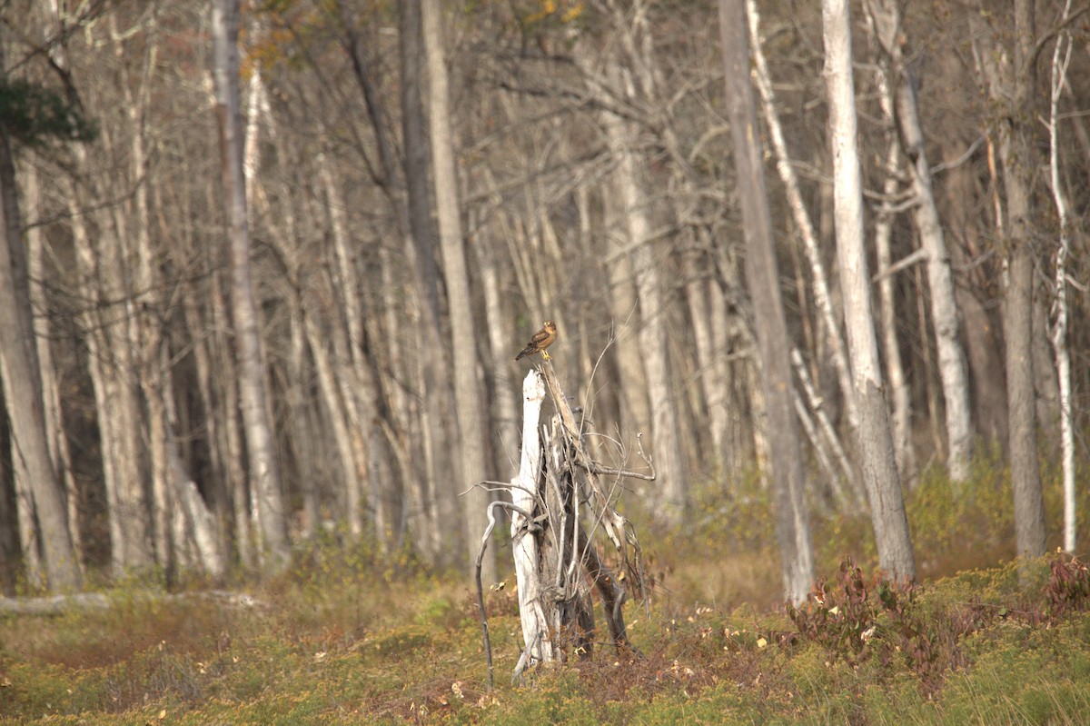 Aguilucho de Hudson - ML644619857