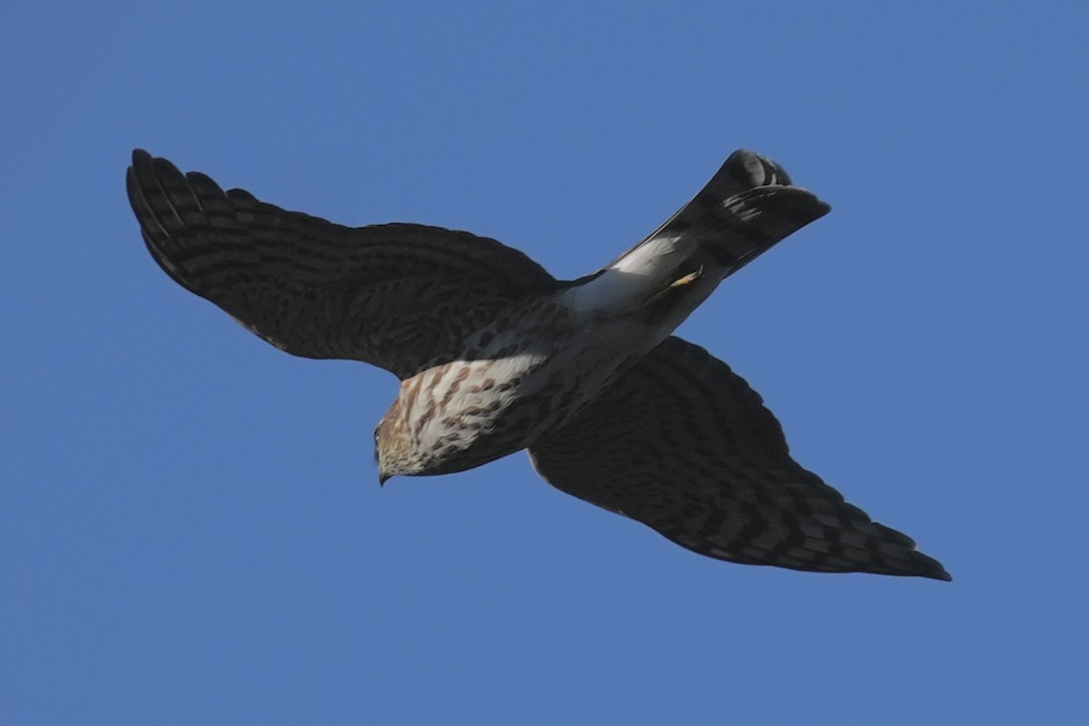 Amerika Atmacası - ML644619863