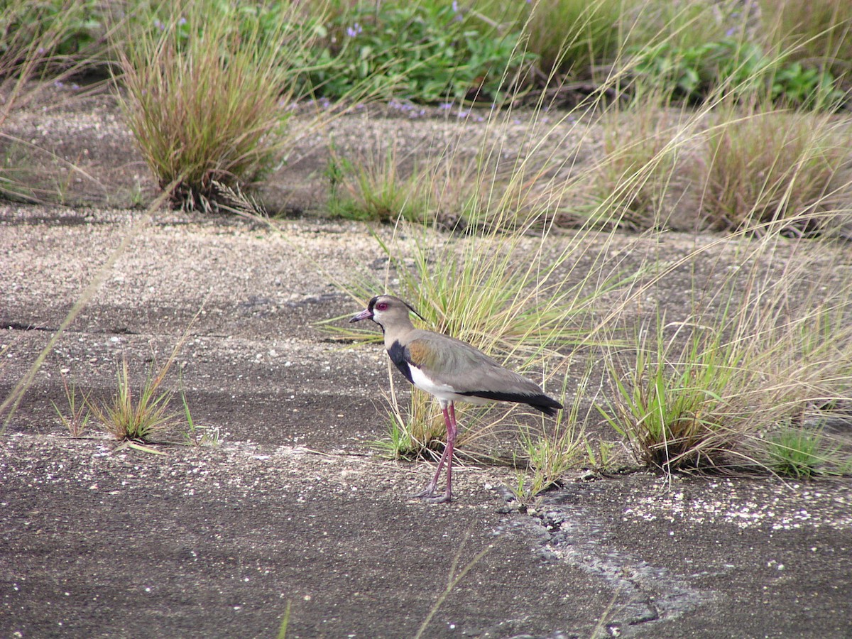 Southern Lapwing - ML644619864