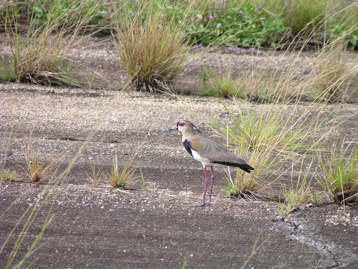 Southern Lapwing - ML644619865