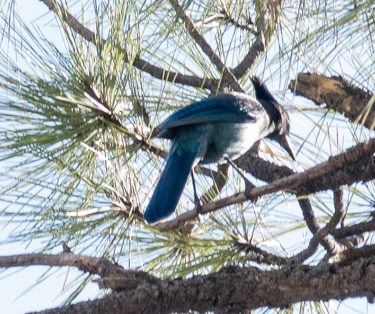 Steller Kargası - ML644619872