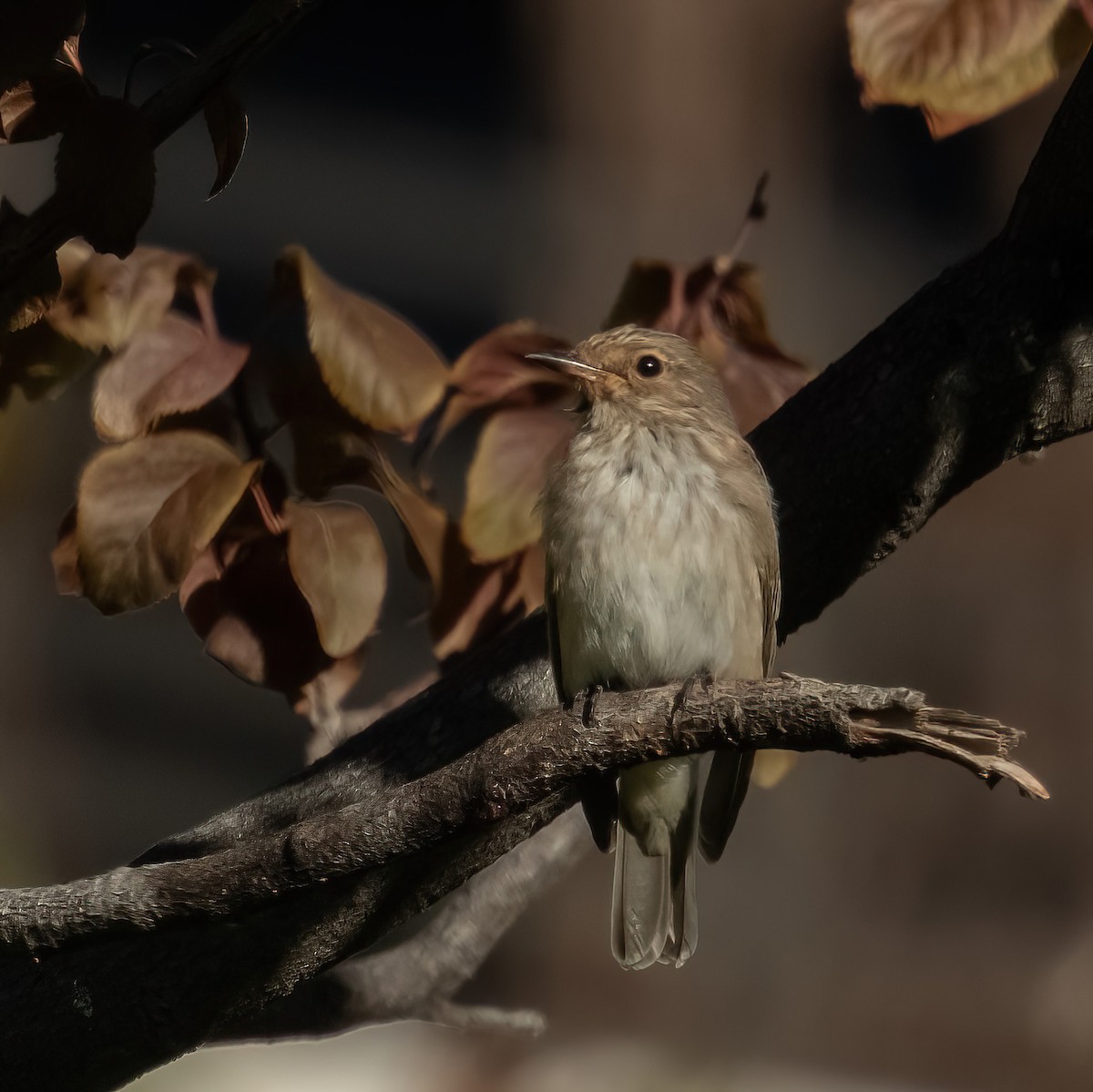 Spotted Flycatcher - ML644619883