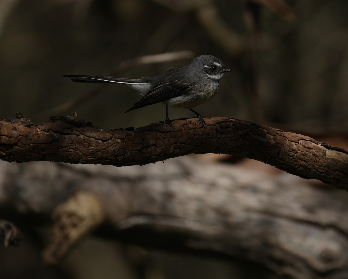 Gray Fantail - ML644619887