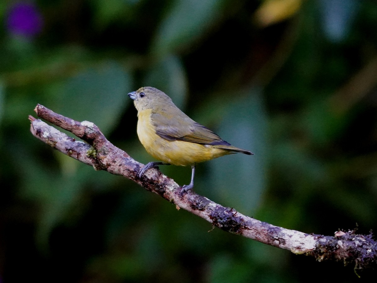 Thick-billed Euphonia - ML644619892