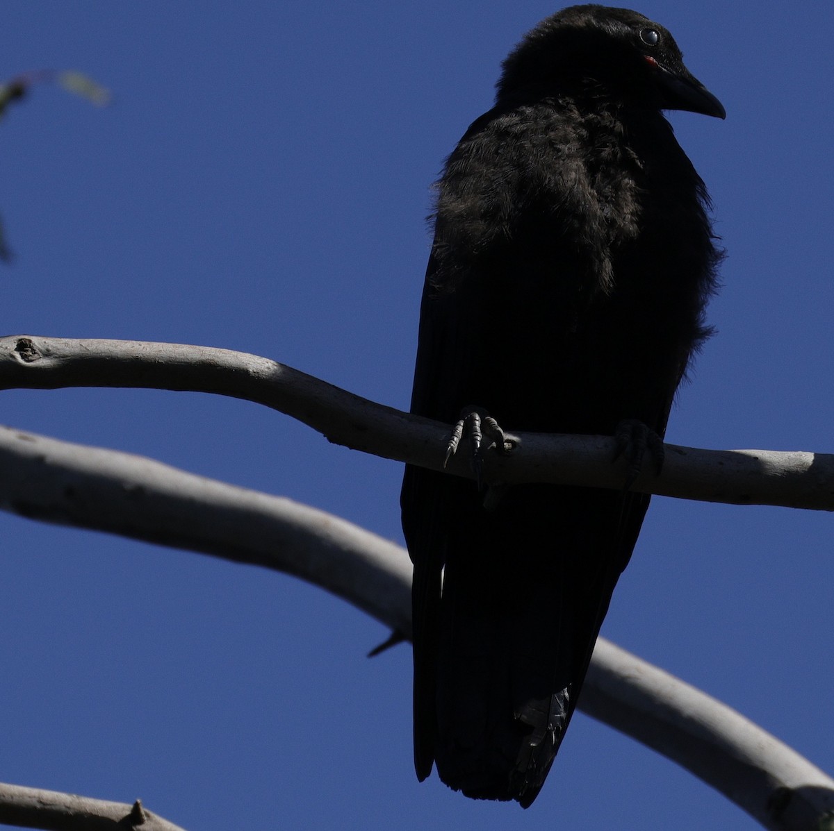 ミナミワタリガラス - ML644619910