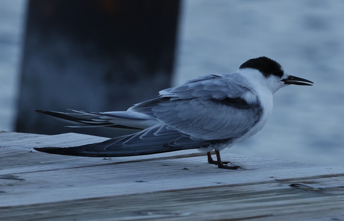 Common Tern - ML644619915