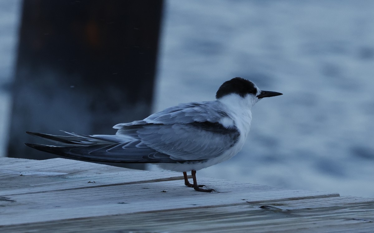 Common Tern - ML644619916