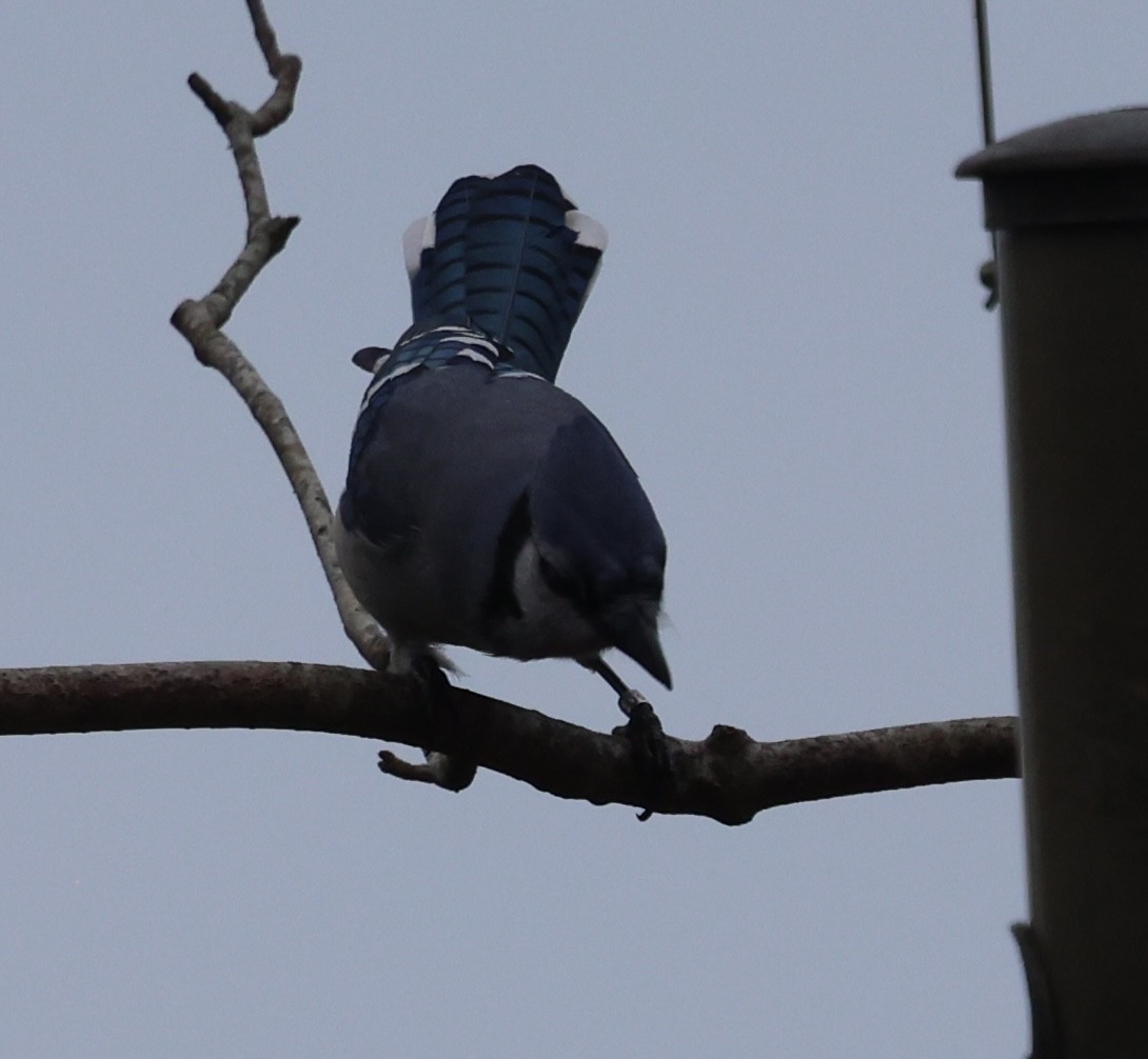 Blue Jay - ML644619919