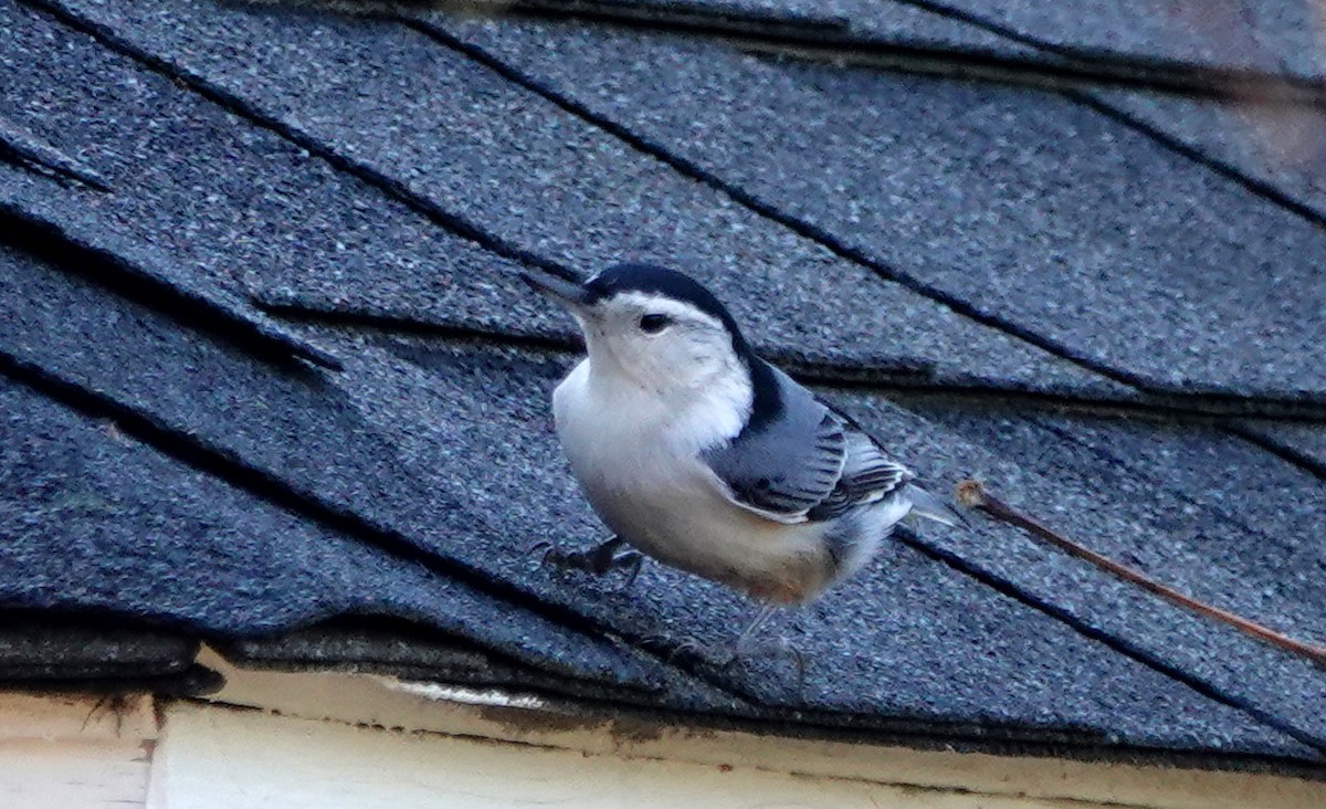 Sittelle à poitrine blanche - ML644619941