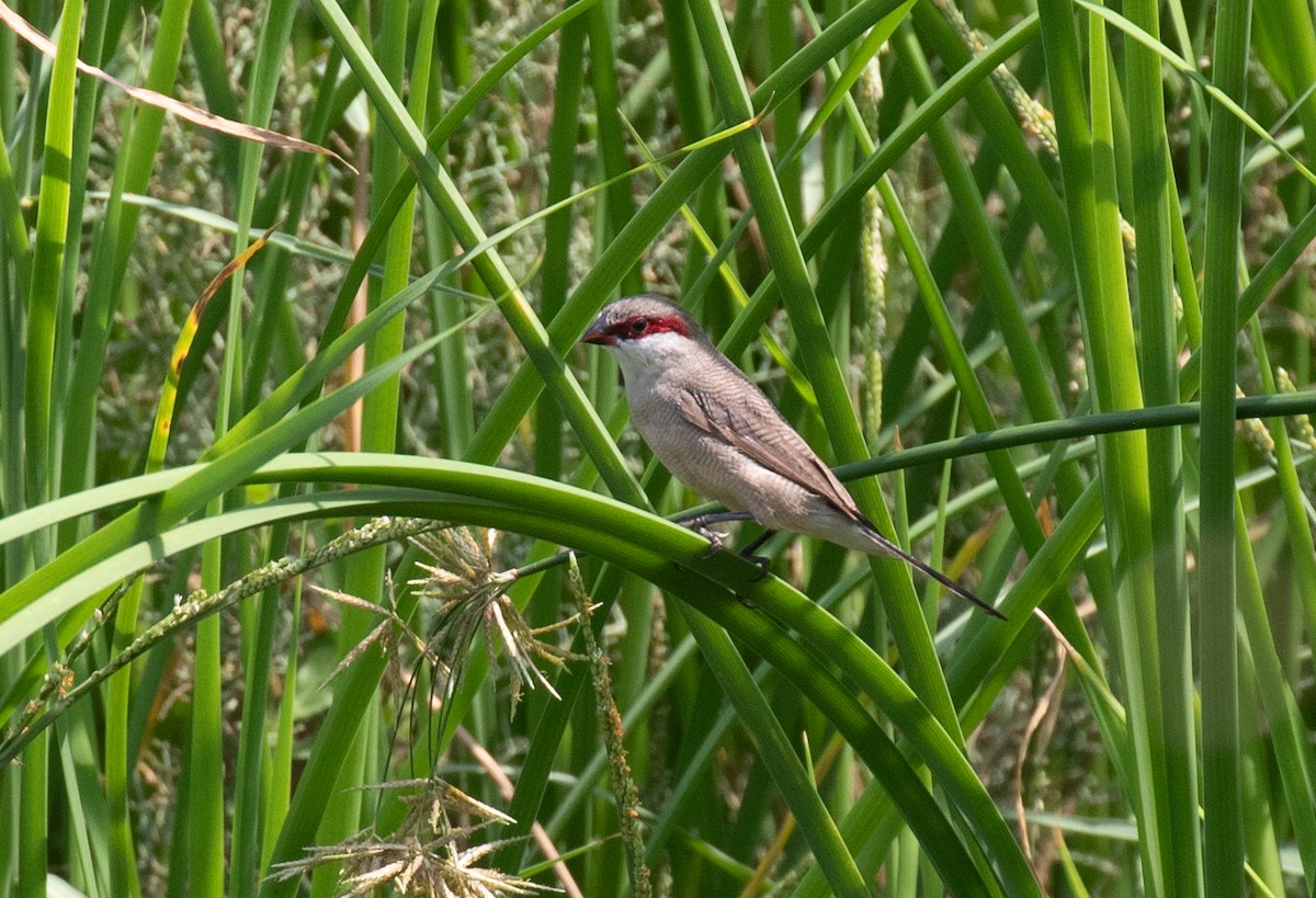 Arabian Waxbill - ML644619946