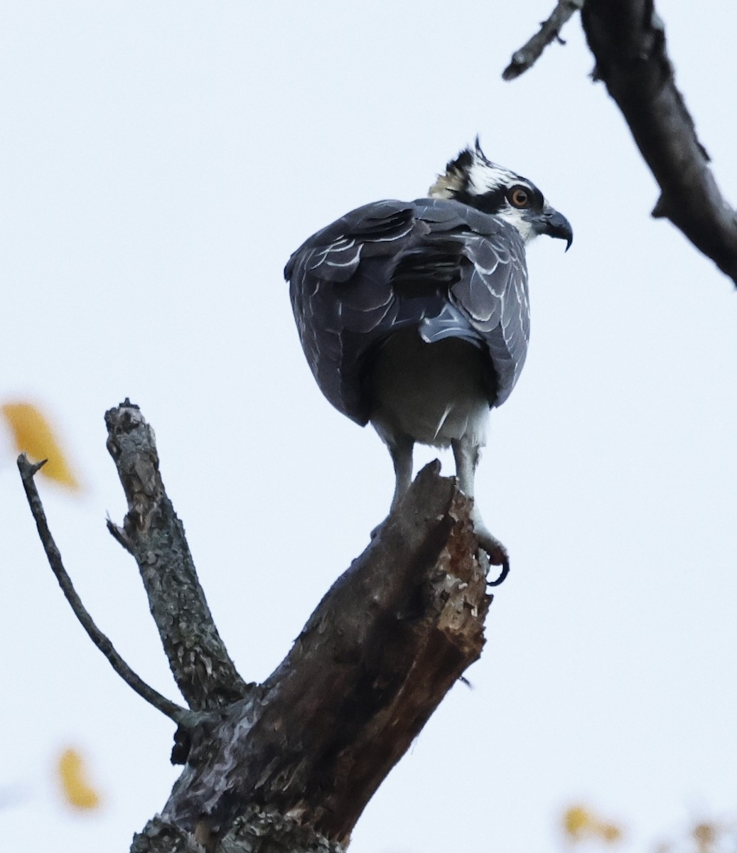 Osprey - ML644619949