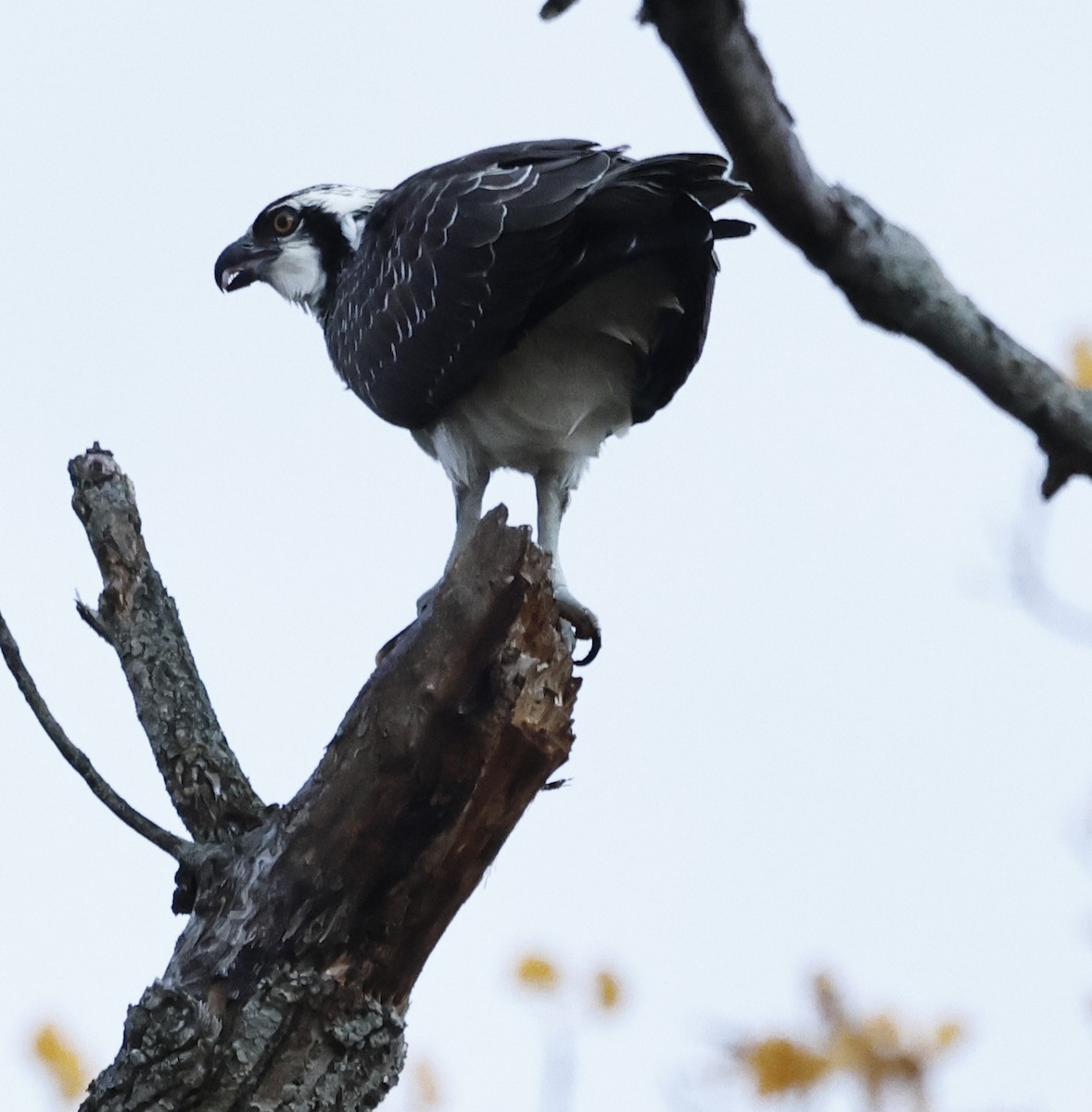 Osprey - ML644619950