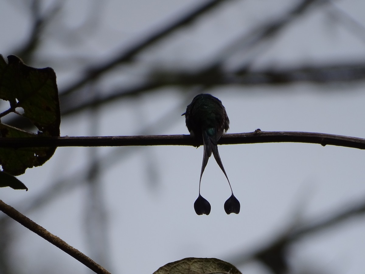 White-booted Racket-tail - ML644619953