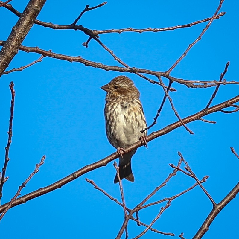 Purple Finch - ML644619962