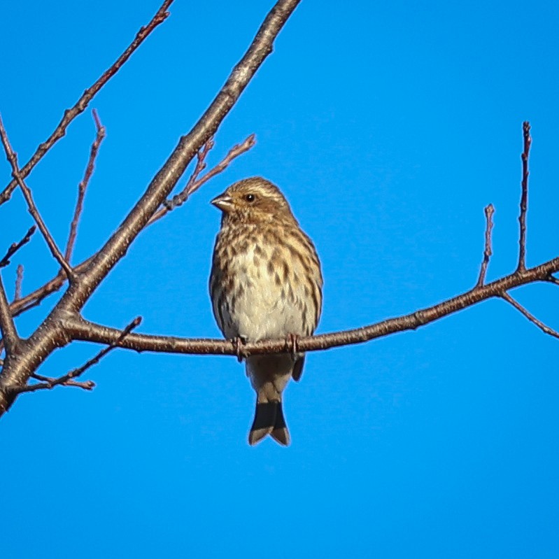 Purple Finch - ML644619963