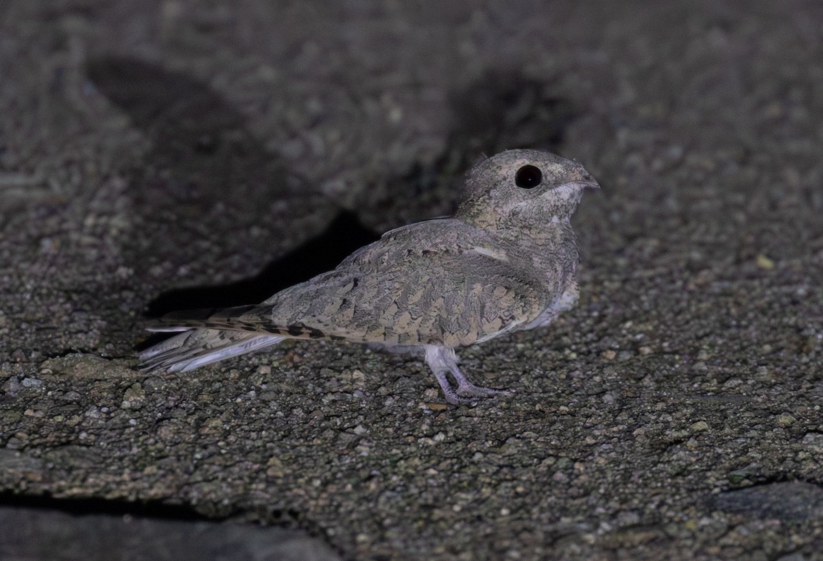 Дрімлюга нубійський - ML644619964