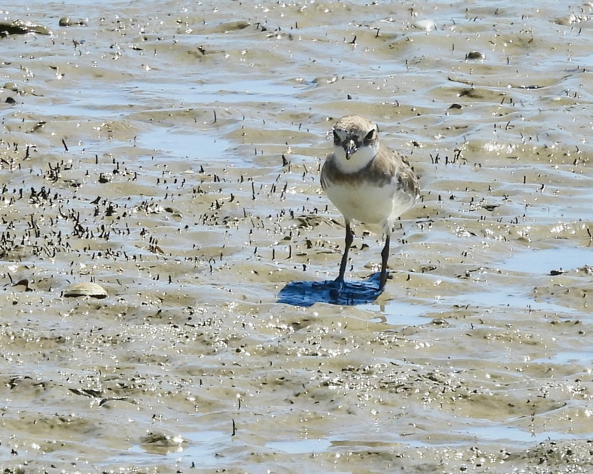 Siberian Sand-Plover - ML644619966
