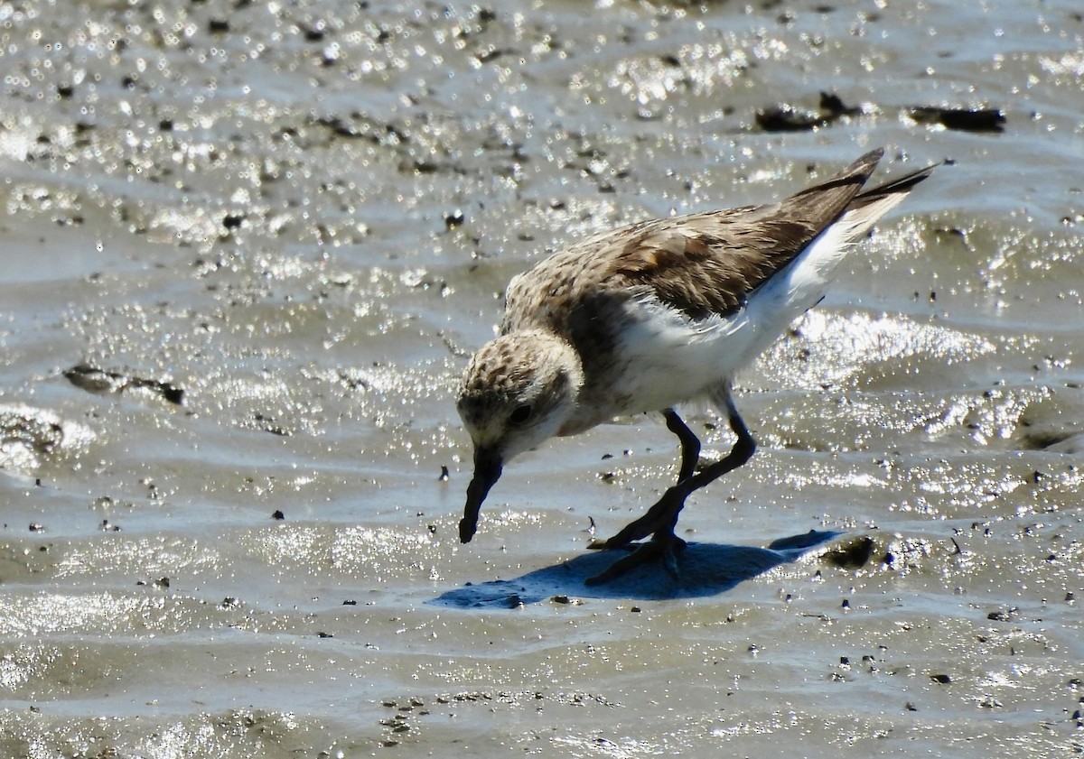 Siberian Sand-Plover - ML644619967