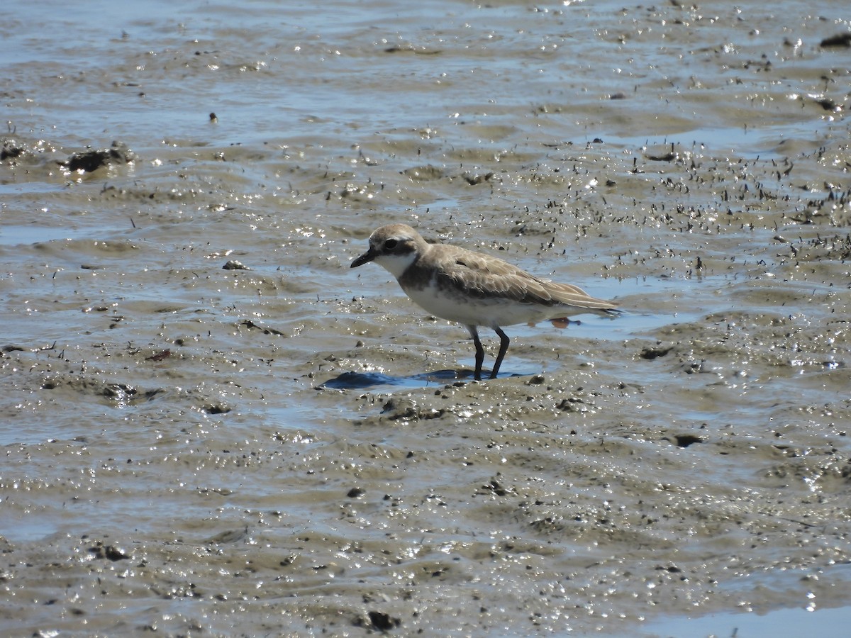Siberian Sand-Plover - ML644619968