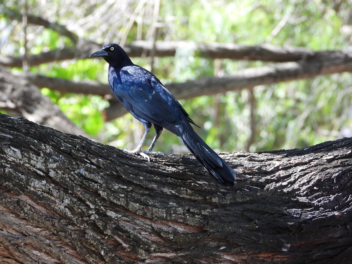 Great-tailed Grackle - ML644619979