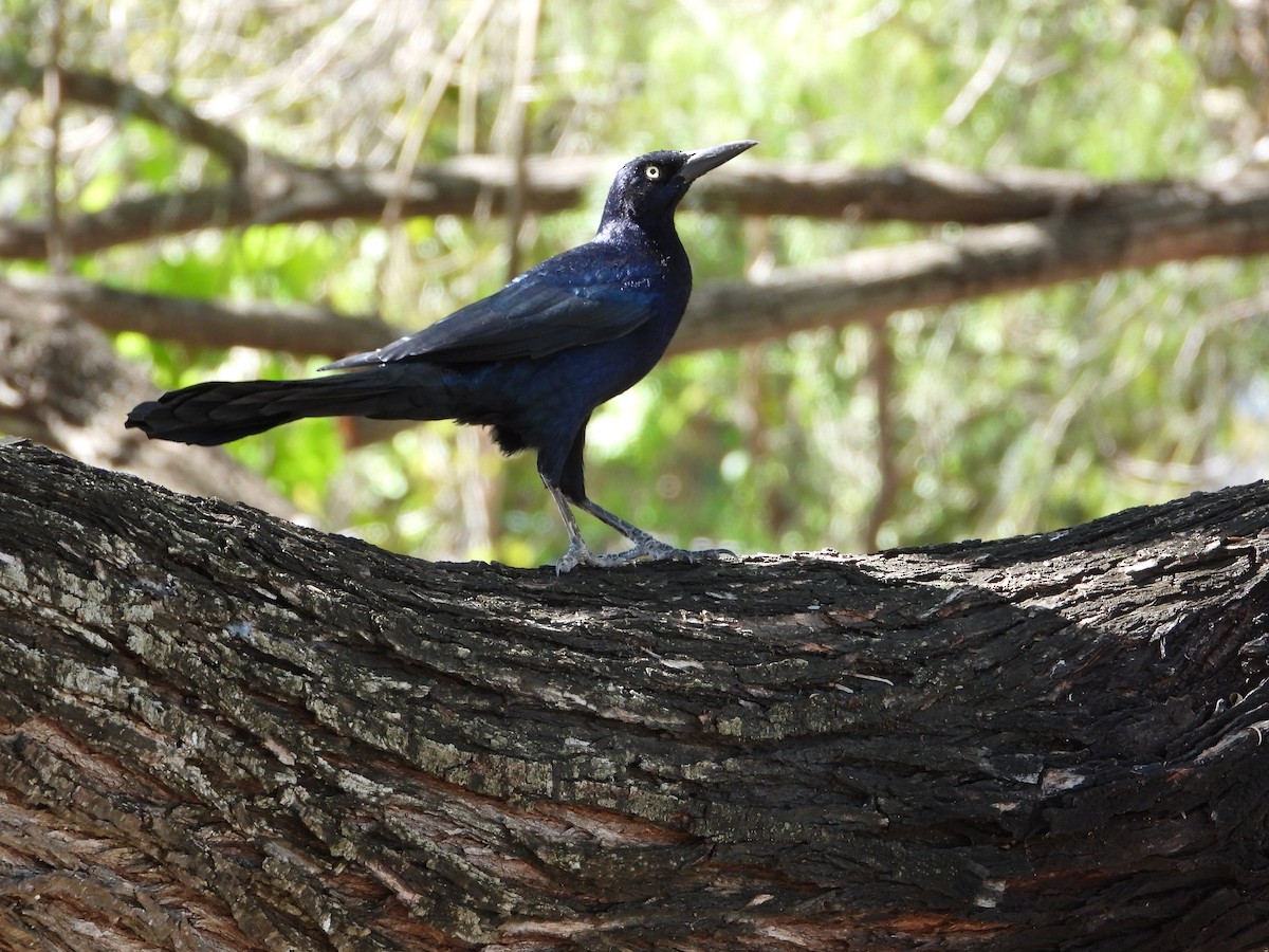 Great-tailed Grackle - ML644619980