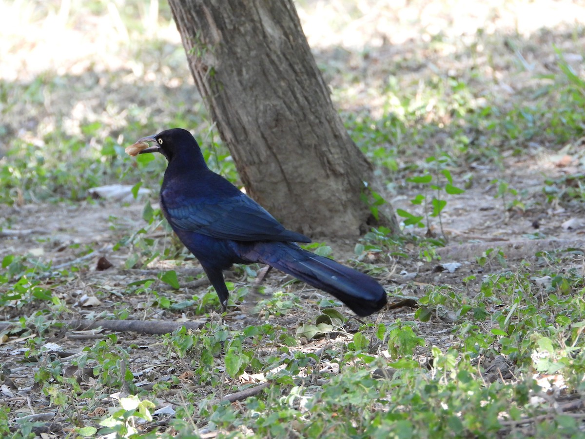 Great-tailed Grackle - ML644619981