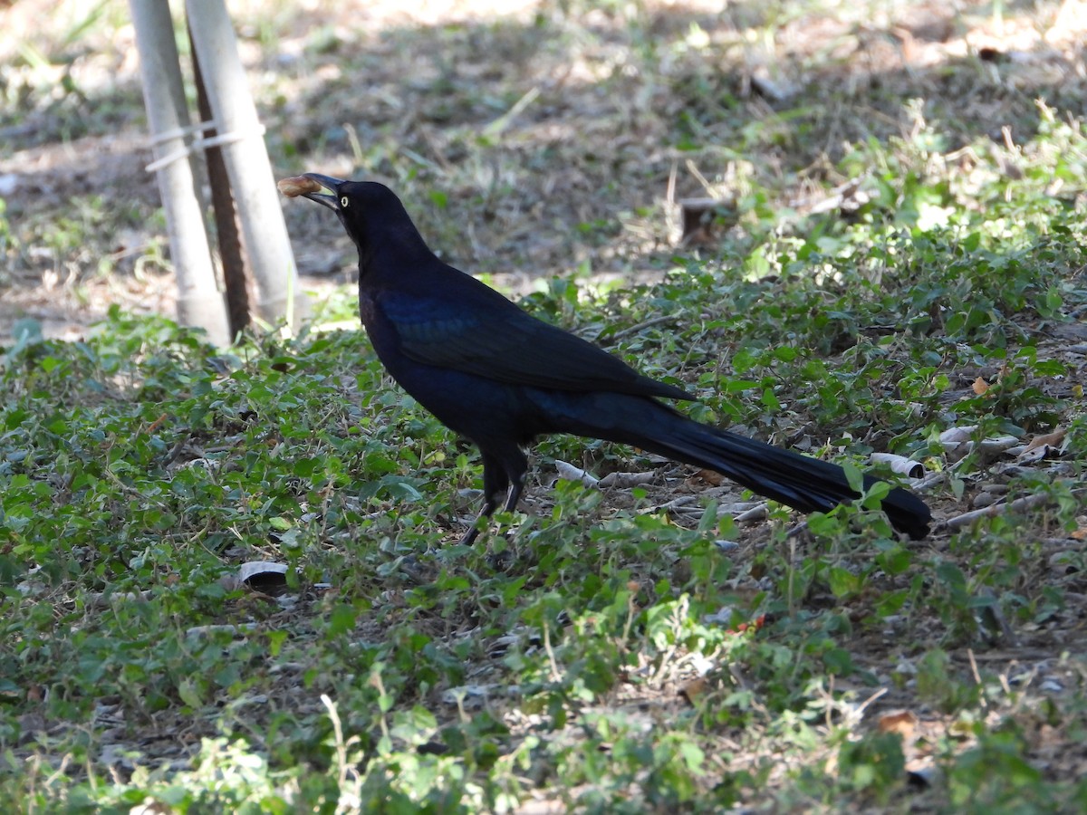 Great-tailed Grackle - ML644619982