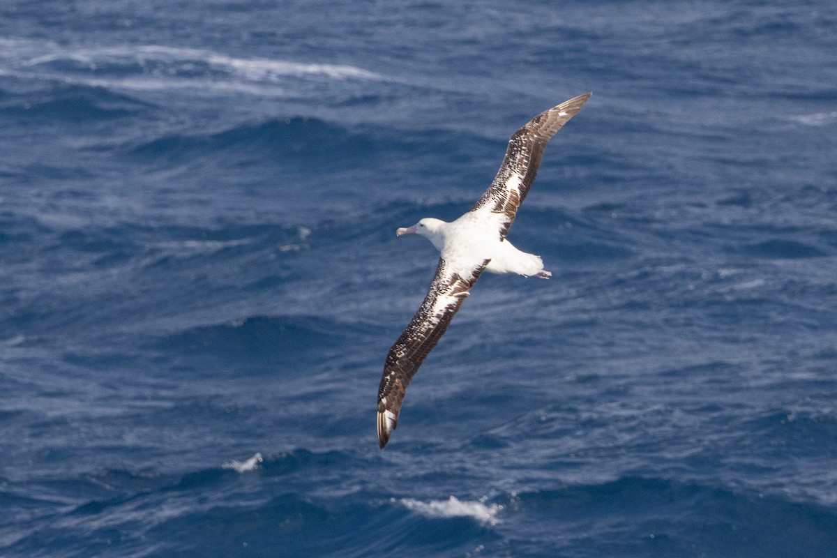 Snowy/Tristan/Antipodean Albatross - ML644619997