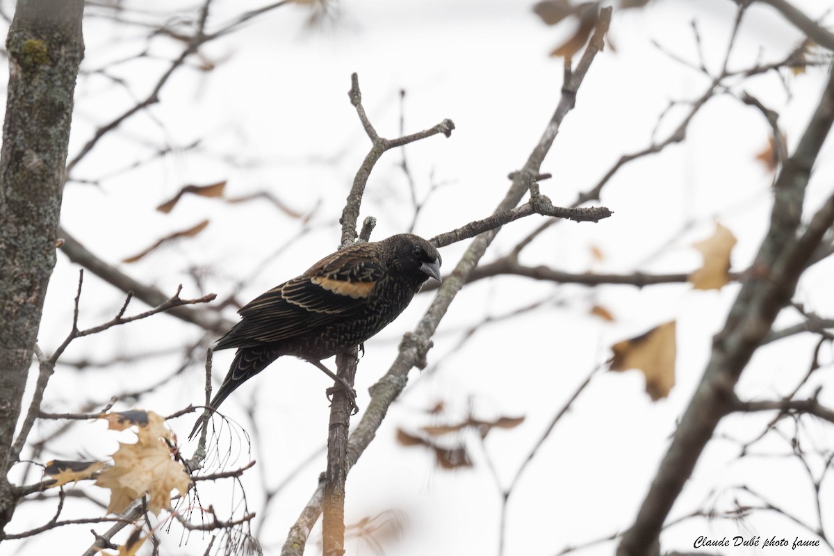 Red-winged Blackbird - ML644619998