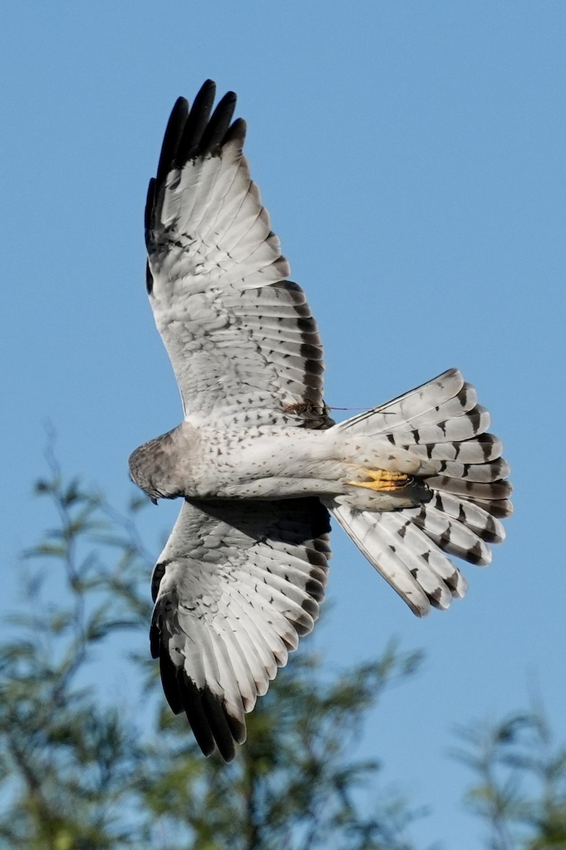 Amerika Delicesi - ML644620009