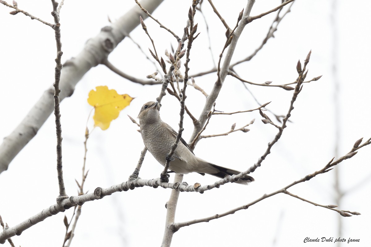 ťuhýk severní - ML644620016