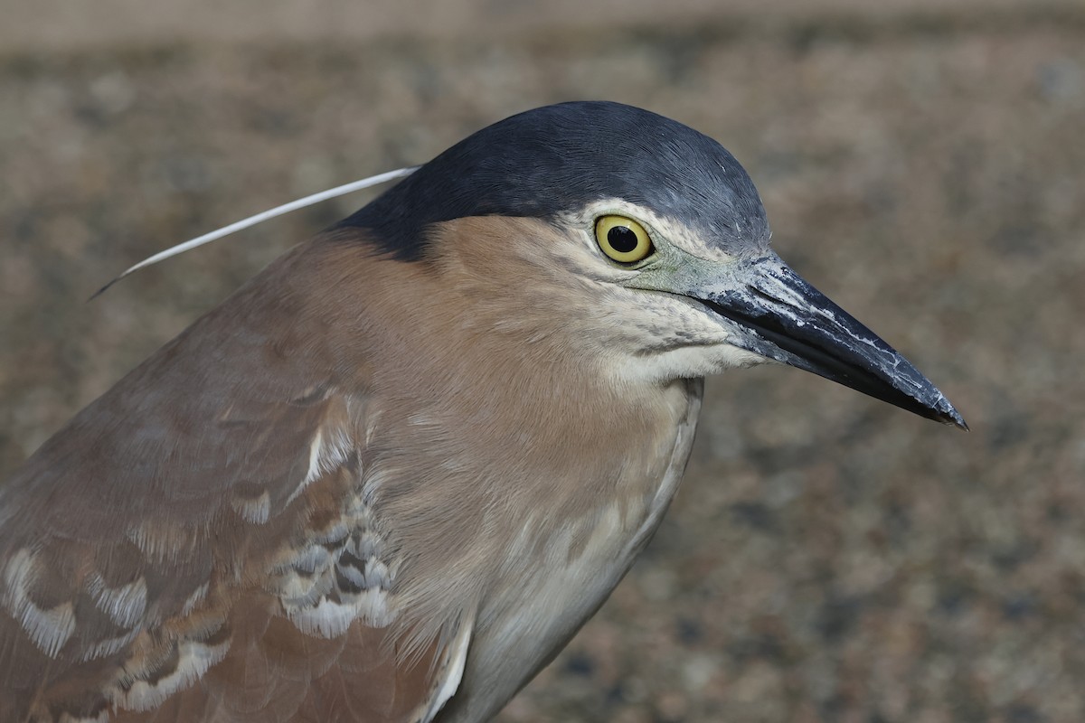 Nankeen Night Heron - ML644620027