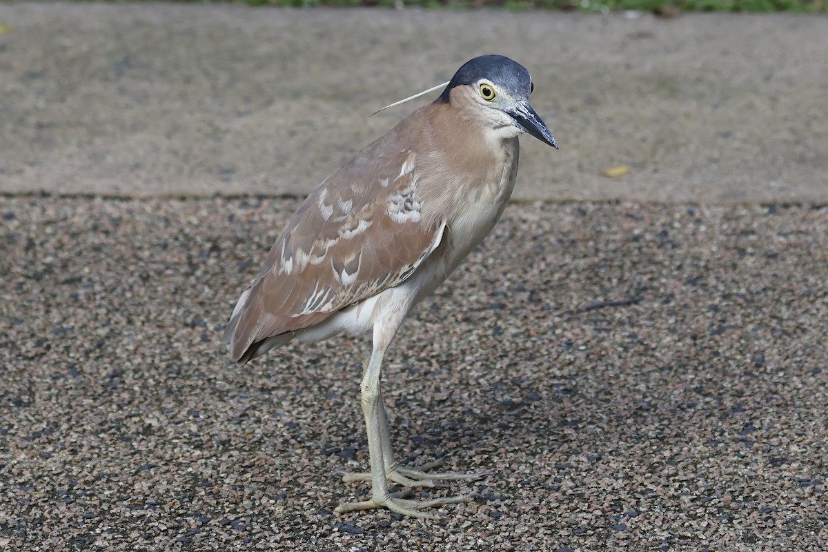 Nankeen Night Heron - ML644620028
