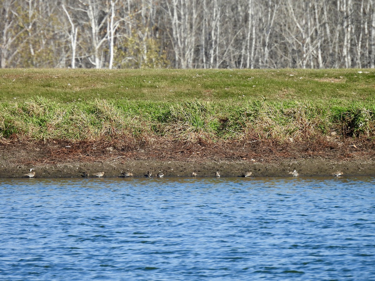 Wilson's Snipe - ML644620034
