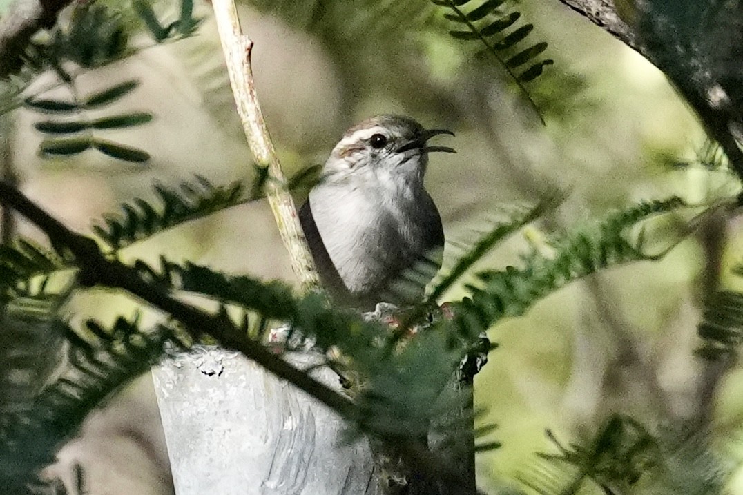 Bewick Çıtkuşu - ML644620040