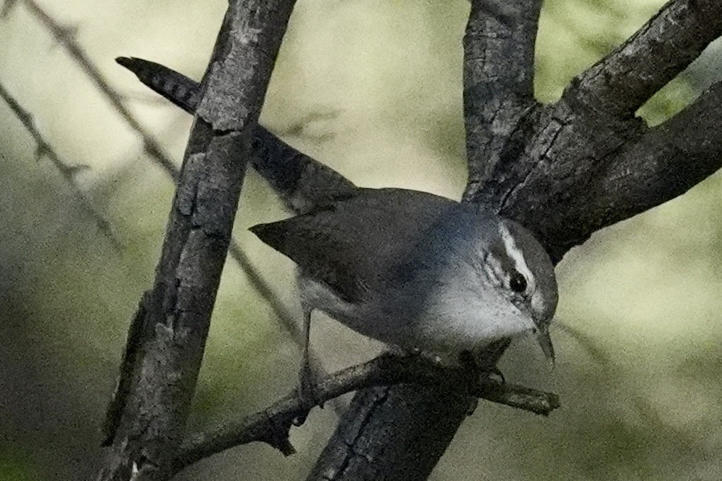 Bewick Çıtkuşu - ML644620041