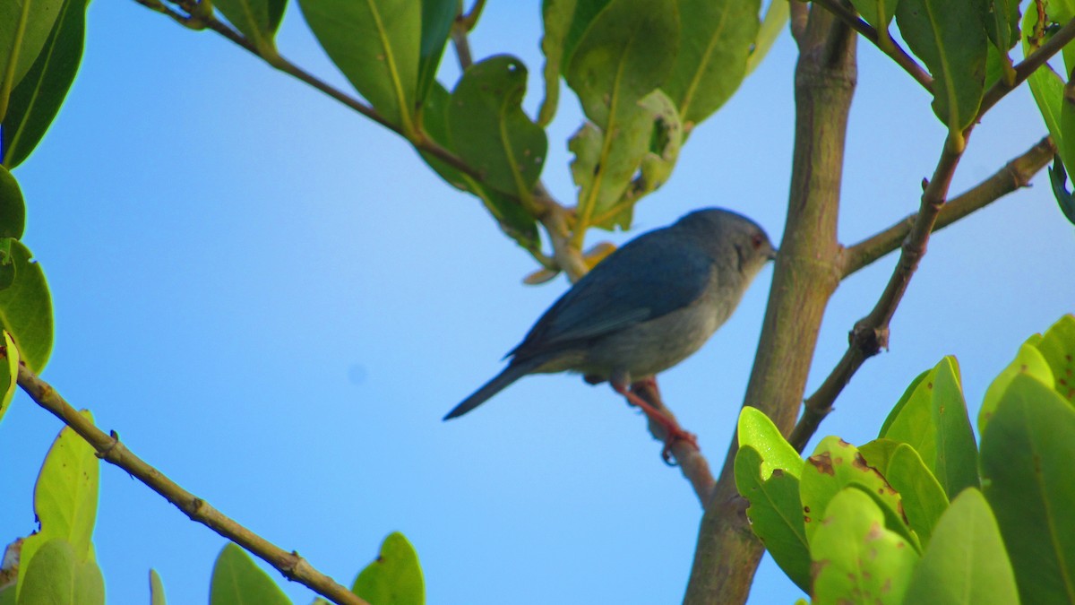 Bicolored Conebill - ML644620042