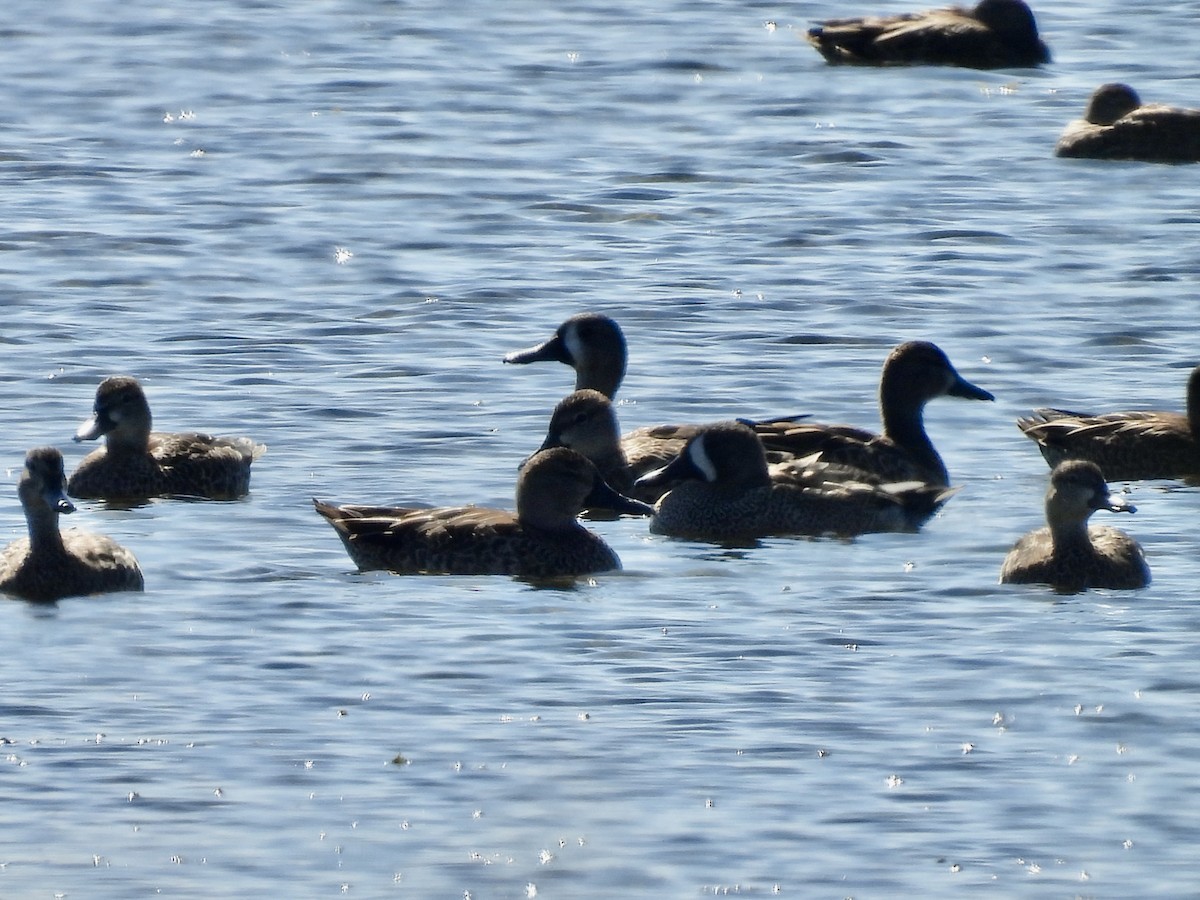 Blauflügelente - ML644620050