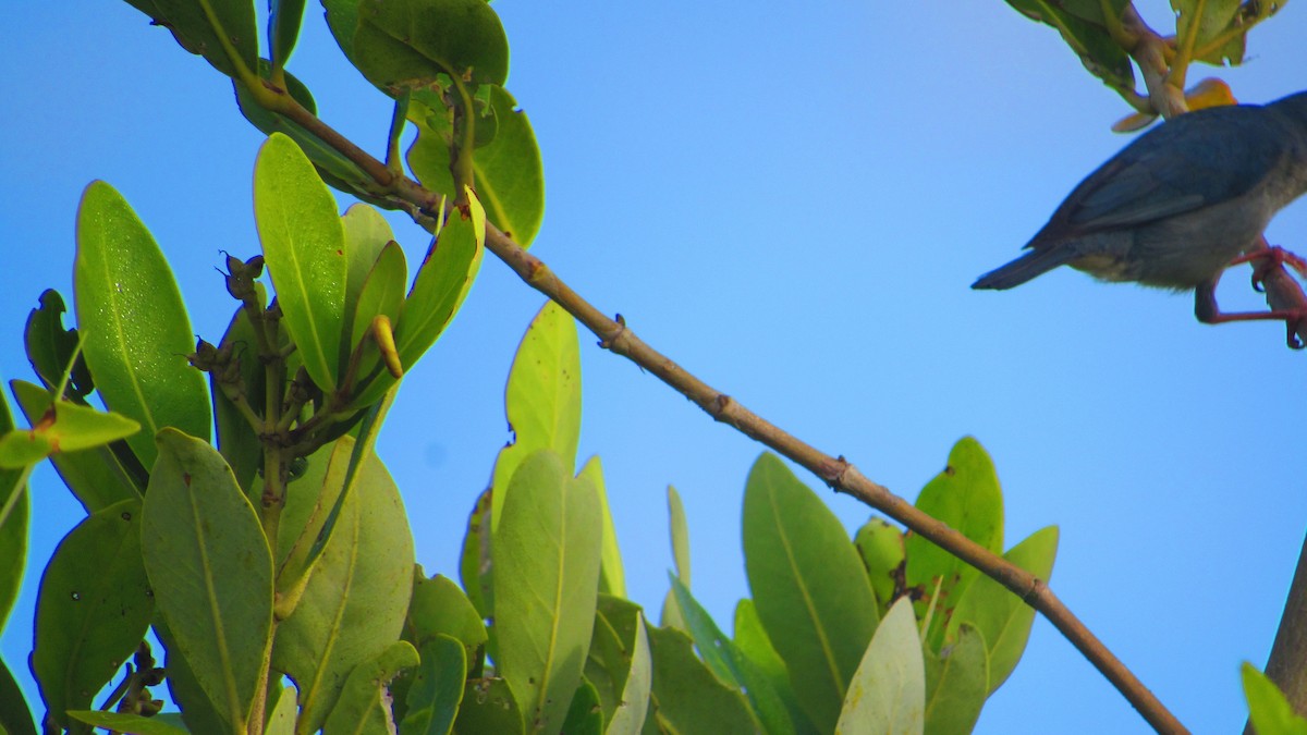 Bicolored Conebill - ML644620052